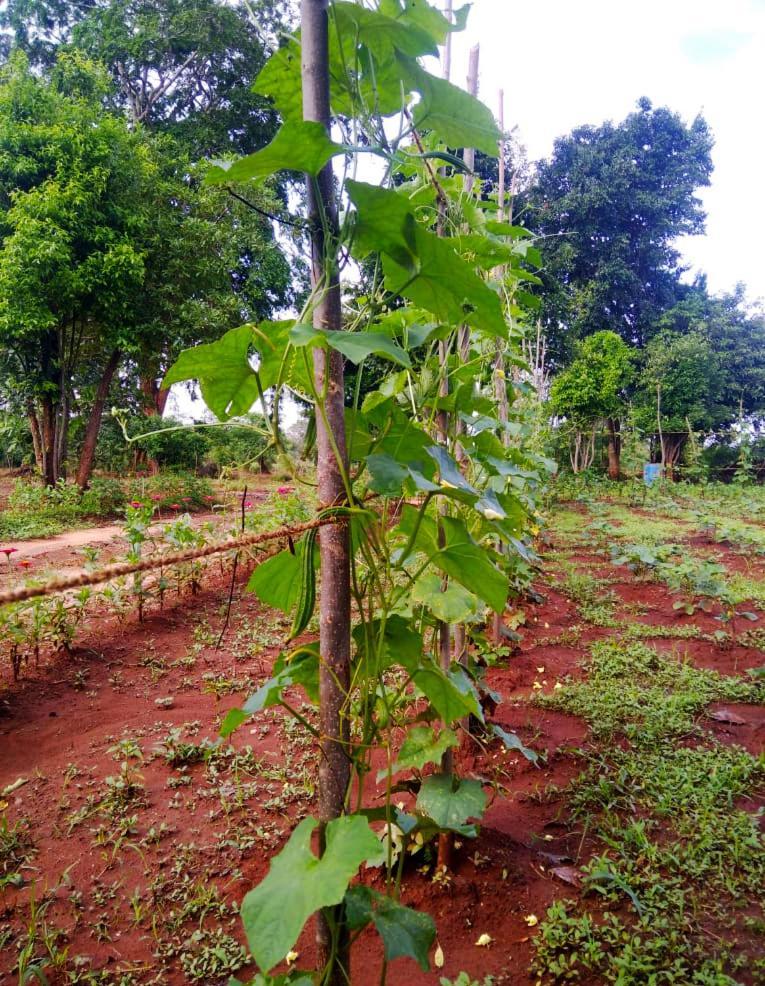 Moni Farm House Wilpattu Nochchiyagama المظهر الخارجي الصورة