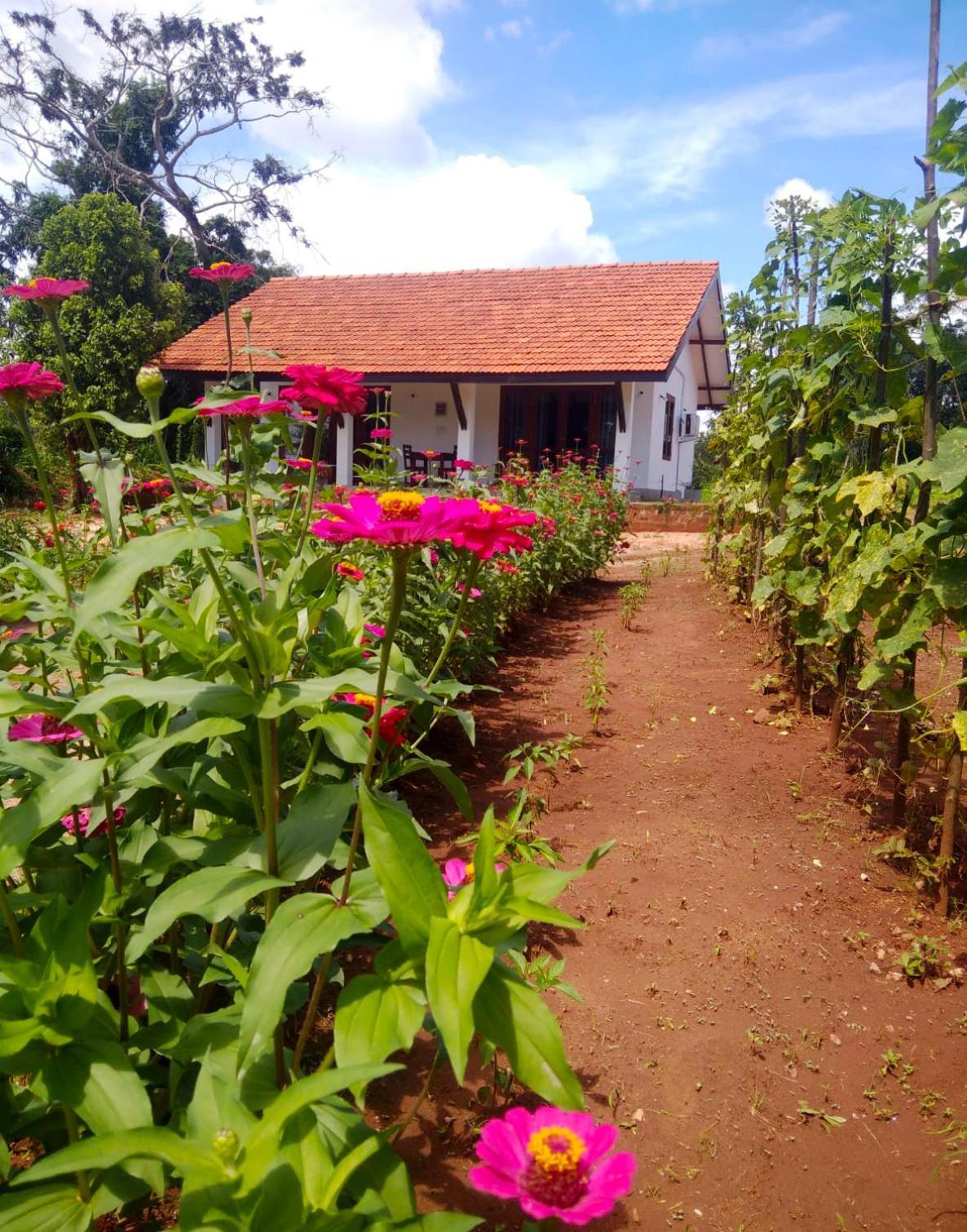 Moni Farm House Wilpattu Nochchiyagama المظهر الخارجي الصورة
