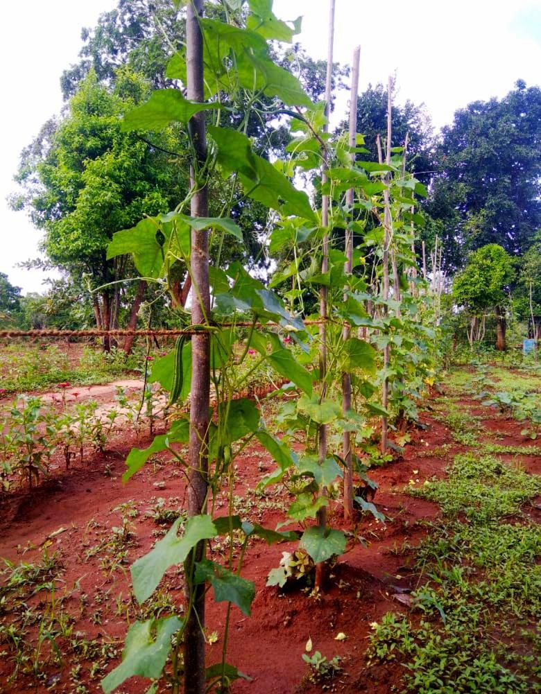 Moni Farm House Wilpattu Nochchiyagama المظهر الخارجي الصورة