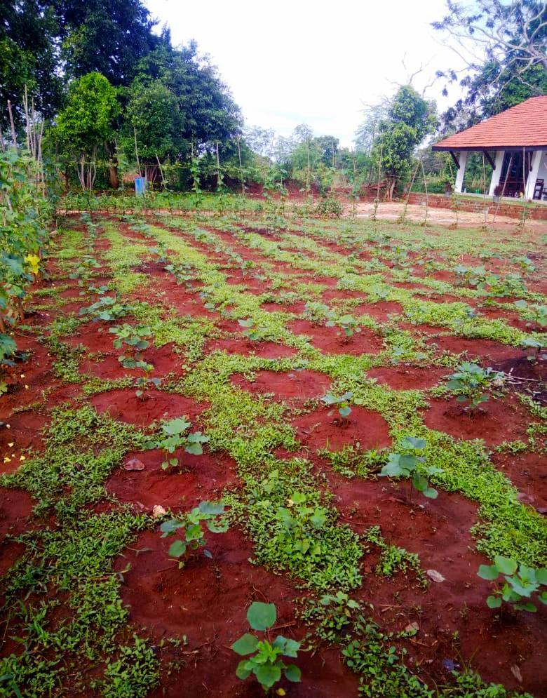 Moni Farm House Wilpattu Nochchiyagama المظهر الخارجي الصورة