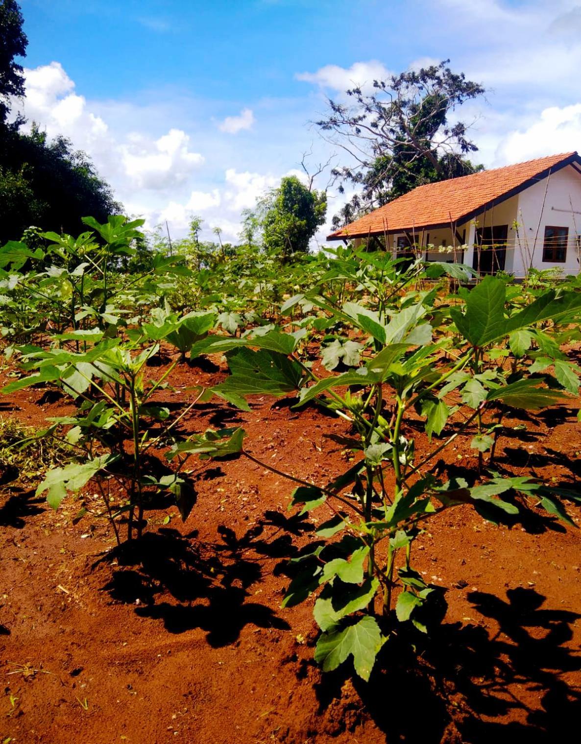 Moni Farm House Wilpattu Nochchiyagama المظهر الخارجي الصورة