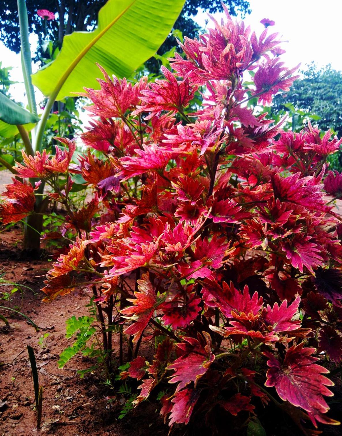 Moni Farm House Wilpattu Nochchiyagama المظهر الخارجي الصورة